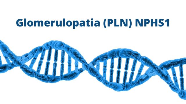 Glomerulopatia (PLN) NPHS1