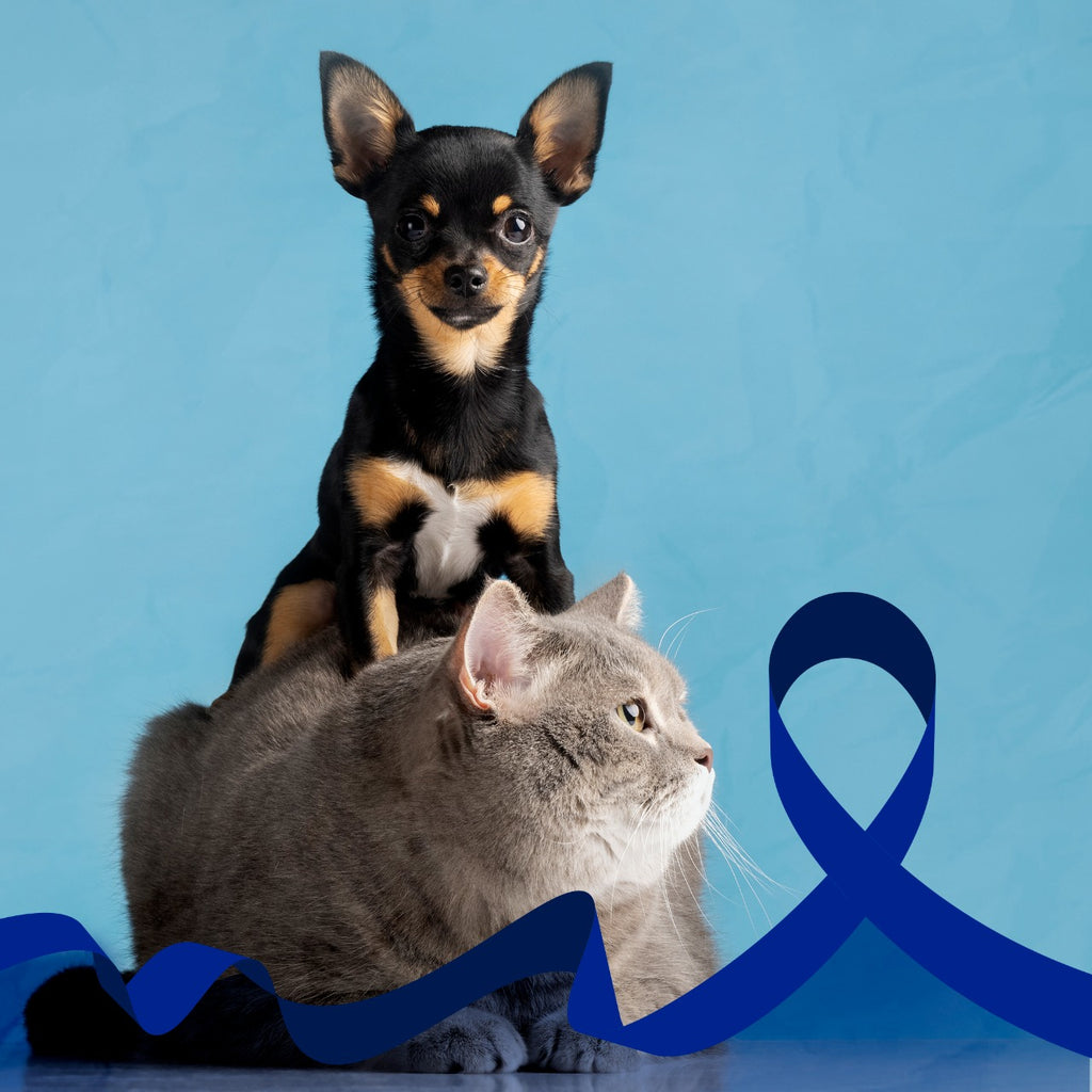 Novembro azul dos Pets: Conheça mais sobre a doença e seus sintomas.