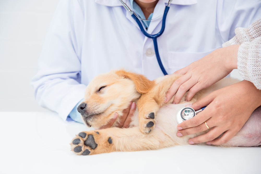 Você se preocupa com a saúde do seu Pet?