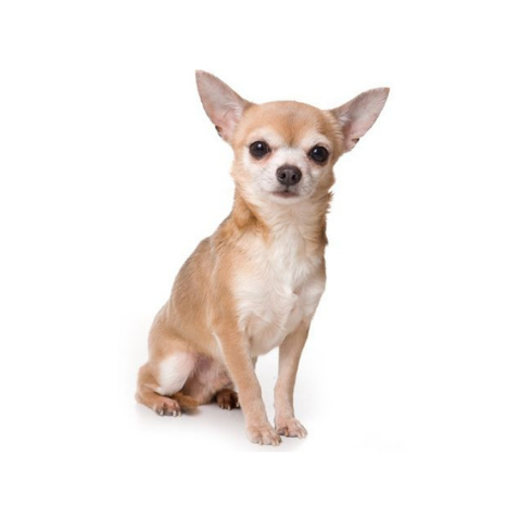 Chihuahua - ALKC