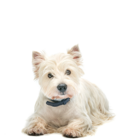 West Highland White Terrier - ALKC